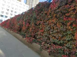 需要原文时请核对应栏目发布页
